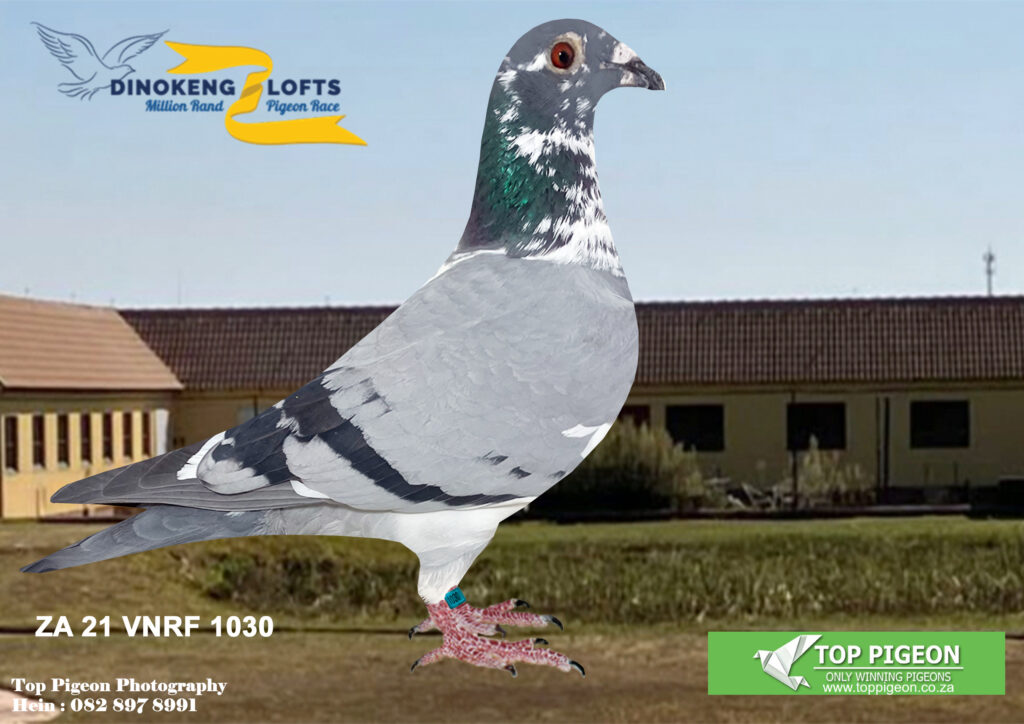 Lot Dinokeng Pre Bidding Gullett Lofts Podium Pigeons Za Vnrf