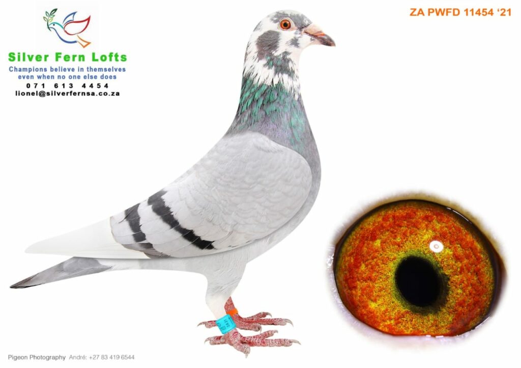 LOT 8 TOP PIGEON KITTEL AUCTION ZA 22 SFL LV 239 BB SIRE 785 ZA