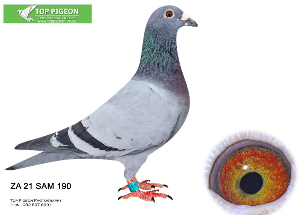 LOT 30 TOP PIGEON EARLY JUNE ZA 21 SAM 190 BB SIRE 78950 ZA 15