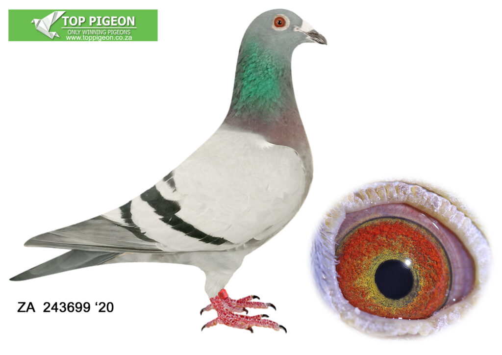 LOT 14 TOP PIGEON EARLY OCTOBER ZA 20 243699 BB WINNER X 2 X