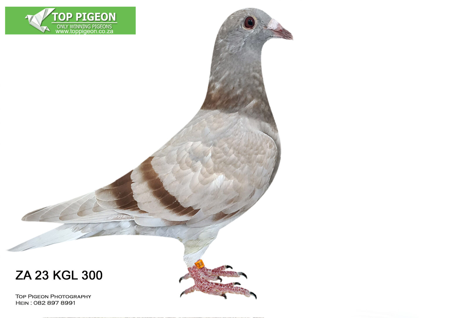 LOT 4 PIGEON PALACE EXCLUSIVE KITTEL AUCTION ZA 23 KGL 300 MEALY