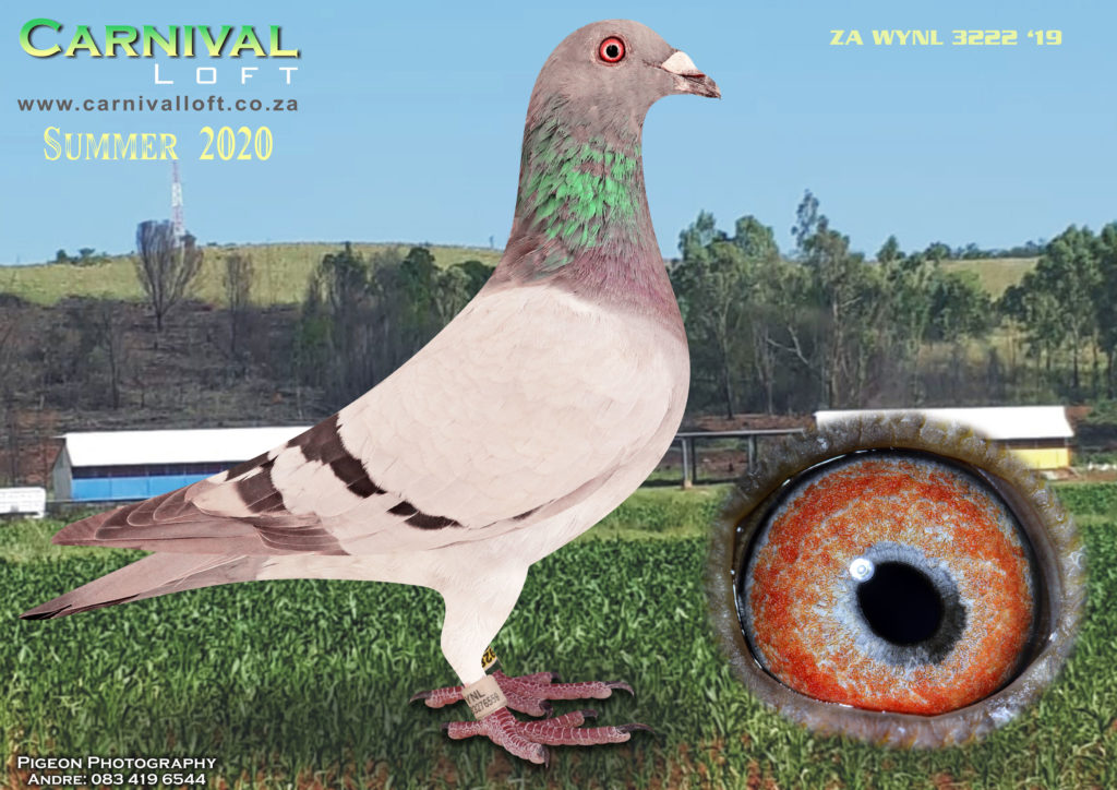 Tom Lock LOT 39 – CARNIVAL LOFT – ZA WYNL 3222 19 – SIRE: Gold Medal Hawk Line ...