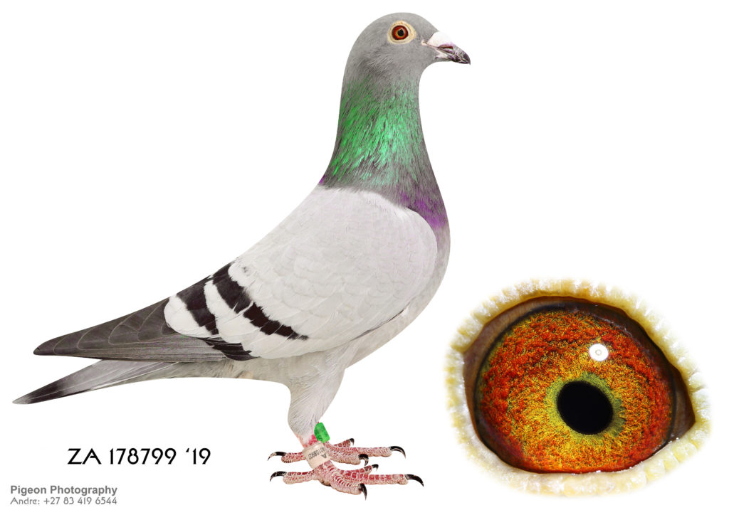 LOT 71 – Corrie Naude – ZA 178799 19 HEN – Bred from the SAMDPR pigeons ...