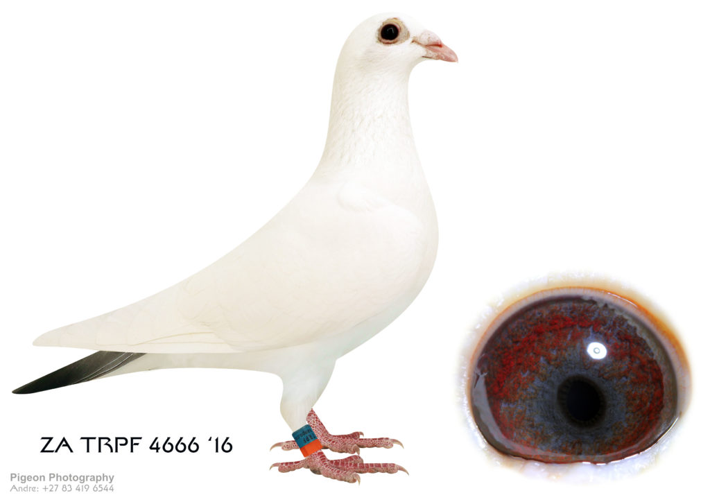LOT 111 Corrie Naude ZA TRPF 4666 16 HEN This pigeon was bred out