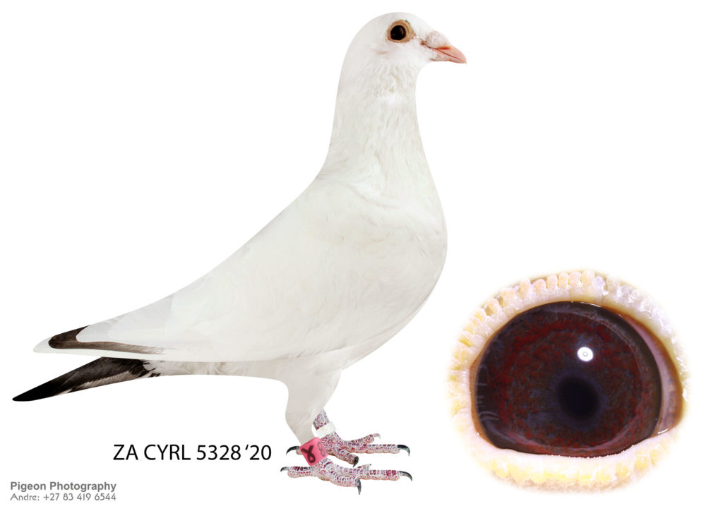 Inbread Pigeon LOT 159 – Corrie Naude – ZA CYRL 5328 20 COCK – This cock is an inbred ...