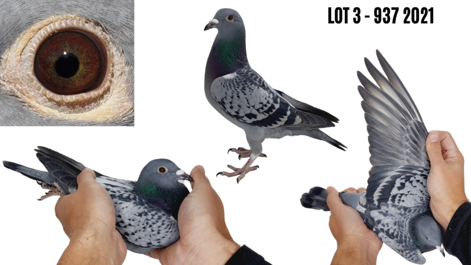 LOT 3 PIGEON MEDIA ZA 937 2021 CH HEN G/daughter to “Golden