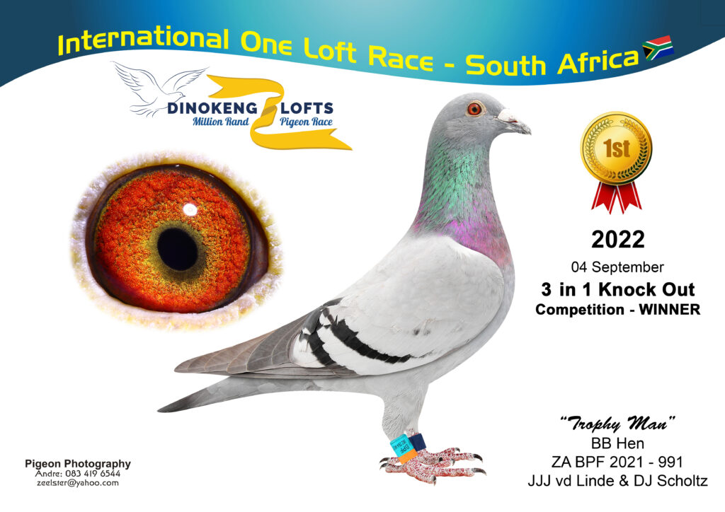 Lot 18 Steven Fouche Ace Pigeons-ZA 21 BPF 991 BB H —– WINNER 3 IN 1 ...