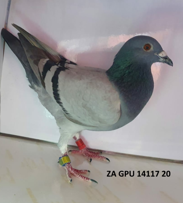 <b> BENONI </b> LOT 14 ZA GPU 14117 20 COCK – KOEKEMOER & GOMES
