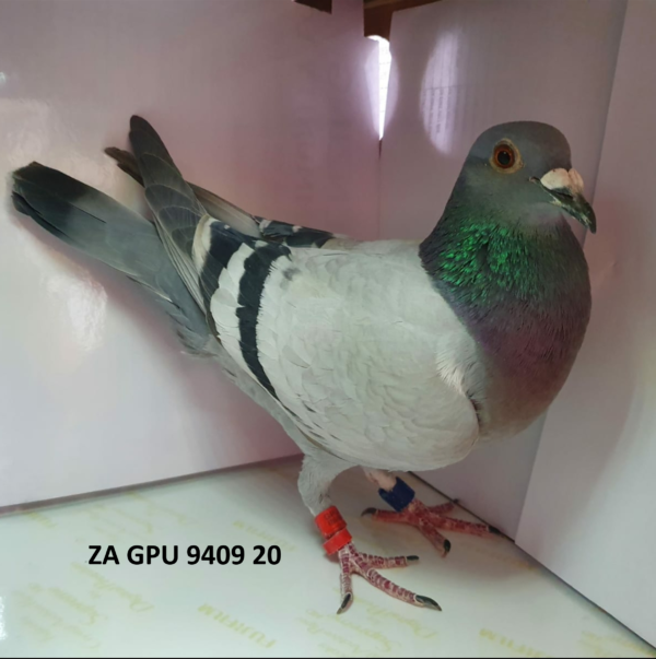 <b> BENONI </b> LOT 11 ZA GPU 9409 20 HEN – JOE GOMES