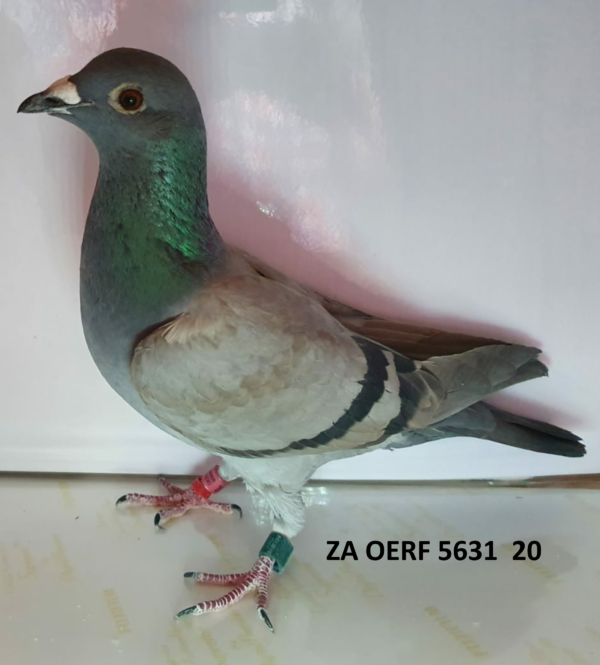 .<b> BENONI </b> LOT 2 ZA OERF 5631  20 HEN –  ANDRE & JUAN