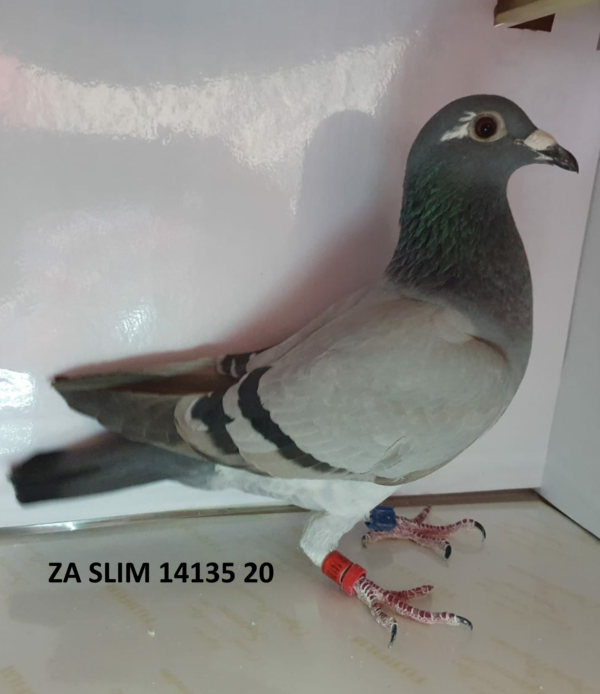 <b> BENONI </b> LOT 17 SLIM 14135 20 HEN – PIETER & DANN PIETER BEKKER