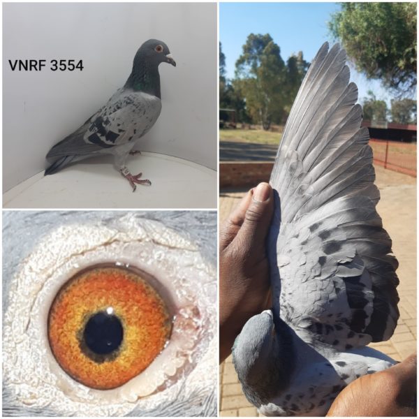 LOT 23: MIKE COETZEE  VNRF 3554 2019  Name: HENDMIA  Color: LCH  Sex: H  Ring Number: VNRF 3554 2019  <b> Race Record: 2020 YEARLINGS (1,545 birds) 59th Race 3, 117th Race 4, 11th Race 5, 153rd FINAL, 55th Matjiesfontein Challenge, 8TH YEARLINGS ACE PIGEON </b>  Pedigree/Strain: SIRE: NWPF 2479/13 Son of MASK 1839/05 Proven breeder of winners line- and inbred stock from son to granddaughter “Ziko”. Foundation breeder D Clausing and Engelbrecht Lofts x NWPF 5296/10 Einkamerer/Morkel/Louw Wouter DAM: NL 1784406/12 out of Brother of “Harry” and “Dochter 800” of J Hooymans – <b> RACE RECORD INCLUDED </b>