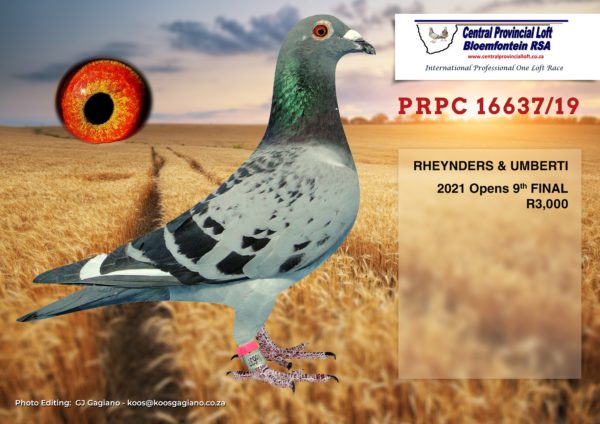 LOT 36: REYNDERS & UMBERTI  PRPC 16637 2019  Color: BCWF  Sex: H  <b> Race Record: 2021 OPENS 9TH PA FINAL (389 BIRDS) </b>  Pedigree/Strain: Breeder Eddie Reynders SIRE: VNRF 1278 2010 Sire to top one loft racers. Strain: Coetzer and Oerlemans. Brother to Ace birds (Marissa 7th Final and Ace Bird Dinokeng) Mother to Vic Falls winner. Brother to SAPIR Something Splendid. Super breeder and sire to three top ten Dinokeng finals for Reynders & Umberti. 3, 8 and 9th Final Dinokeng. Grade sire to ZA 2016 LPU 0551 10th Final Dinokeng 2017. DAM: ZA 2016 LPU 0551. Scary 045 Bloubul strain. 10th Dinokeng Final 2017 – <b> RACE RECORD INCLUDED </b>
