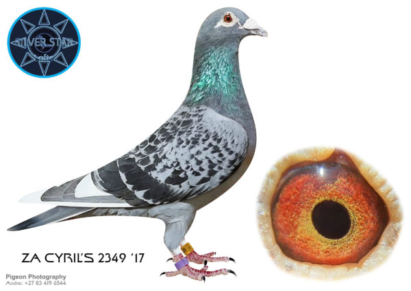 .LOT 9 <b> SILVER STAR & DIEPLAAGTE </b>   Name: ‘LUCKY COIN’ Colour: CHECK W/F Ring Number: ZA 2017 CYRL 2349 Strain: Veenstra-Cooreman Sex: Cock Description: The combination of Pieter Veenstra, Gerhard Koopman (NL) and Cooreman Brothers (BE) have been found to produce pigeons that have rapid orientation and superior speed capabilities. Dam ‘Lucky Heroin’s nestmate reached SAMDPR 2015 Knock-Out Final. In the 2019 SAMDPR Final descendants of ‘TIPS’ (Koopman’) featured prominently in the top 30. Also in pedigree, 1st National Bourges 2006 of Van de Voorde-Verlinden and ‘MOTHER DARO’ (Cooreman Foundation Hen) dam to >100 winners. Starting Price: ZAR 1,000