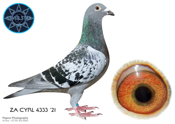 .LOT 1<b> SILVER STAR & DIEPLAAGTE </b>  Name: ‘FLASH DYNAMO’ Colour: Check Ring Number: ZA 2021 4333 CYRL 2021 Strain: Janssen-Tournier Sex: Cock Description: An exceptionally dominant and high-spirited full brother of ‘SILVER FLASH’ 1st Carnival Summer 2020 Final >1.5 hours 2 day birds, 1st Ace Bird x200m/m for Team Dieplaagte-Silver Star, cousin of ‘2113’ 5th Ace 8th Final 2x =1st HS 2021. This line typically performs in hot weather with head winds. Descends from super pair ‘Leonardo & Tinkelbel’ Dijkstra)~Jimmy Brands ‘Museeuw’ (2X only day bird Antwerp Union most challenging union in Belgium) ‘Blaauwe van Oppen’ (Winner hard Barcelona 1987)~’Super Crack Crusson’ (Winner Barcelona 1970’s)/’Didi’ (De Vos) responsible for many National and Barcelona Winners, ~supreme breeder ‘Ringlozer 12′ (Prange DV)~’Charley’ (Zn ‘Kleine Dirk’ Koopman)/’Kanibaal’ (Van Dijk) and the formidable /’Vegas Pair’ (Quest/Ganus) USA. Very few modern racers can match this pedigree. This compact 5-STAR rated cock is an excellent handler. The breeder rates ‘FLASH DYNAMO’ as a particularly high potential future breeder son of the ‘Flash Pair’ and is confident that he has the potential of enhancing any loft he goes to. The ‘Flash Pair’ is aging and very few offspring will in future be offered. Starting Price: ZAR 20,000