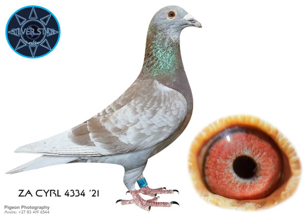 .LOT 6 <b> SILVER STAR & DIEPLAAGTE </b> Name: ‘RED KING’ Colour: RED CHECK Ring Number: 4334 ZA 21 CYRL Strain: 100% Pure Gebr. Janssen Sex: Cock Description: Perfection from the best of the Janssen Brothers. A rare find following the final dispersal sale of the most famous fanciers in history. Their genes still boost many modern strains in 2020. Line bred mainly to the famous ‘019’ (20 x 1st) one of the best racers in history and their invincible red ‘Oude Vos’ lines. This line has bred us Best Birds, Federation Winners and Federation/Combine Winners for Cas Mathee. This cock will genetically enhance any lines crossed into. Starting Price: ZAR 1,000