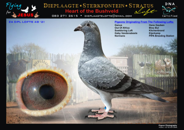 LOT 11 <b> SILVER STAR & DIEPLAAGTE </b> – ZA DPL 48 ‘21.  SUPER CHANCE TO GET TOP GENETICS. INBRED HALF BROTHER×HALF SISTER OUT OF THE WORLD-RENOWNED LUKE DONALD LINE. AMERIOS 3 IS A SUPER SON OF LUKE DONALD. WITH THIS GRIZZLE ALL THE HARD WORK IS DONE FOR THE NEW OWNER. THIS IS A SUPER CHANCE TO GET TOP WORLD RENOWNED GENETICS FOR ODL. ALL THE WORLDS BEST GENETICS IN THIS PIGEON.