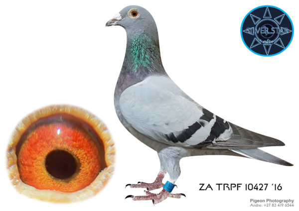 .LOT 7 <b> SILVER STAR & DIEPLAAGTE </b> Name: ‘KC427’ Colour: Blue Bar Ring Number: ZA 2017 TRPF 10427 Strain: Kletskop-Clausing Sex: Hen Description: In 2019 SAMDPR Kumpmeyer Germany entry K3 was 11th Ace Bird that sold for R40,000.The parents of ‘KC Wonder 595’ were mated because ‘KLETSKOP’ (also in recent World Record Price ‘ARMANDO’) appears in Houben pedigrees which is not easily achievable in current day times. ON SIRE side ‘De 231’ (Flor Engels), ‘De Kletskop’ (Verbruggen), ‘Het Wonder (4x 1st), ‘Olympic Zigo’ (Verbree), ‘Ringloser 12’ (Prange best breeder German history), line of ‘Orleanske’ (Geerinckx). ON DAM side all the Clausing super breeders ‘Ziko’, ‘421’, ‘King David’ originating from the Houben strain. Starting Price: ZAR 1,000
