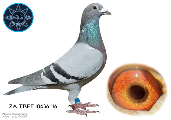 LOT 10 <b> SILVER STAR & DIEPLAAGTE </b>  Name: ‘LOCK GEN 436’ Colour: Blue Bar Ring Number: ZA 2016 TRPF 10436 Strain: Tom Lock Sex: Hen Description: Tom Lock’s Foundation Hen appears >30x in pedigrees of our Supreme Lock Generation – a concentration of the highest impact Locks in history: R100000 Super Pair, R80000 Cock x 1648 Super Pair (parents Juan, SANPO Gold and >21 winners), ‘Witoog Hen’, Car Winner, Car Winner’s Brother, 13/16 Pair, Peet Hartman’s Union Winner 12012, her dam 2x Union Winner 22452. Proven out-crosses to counter inbreeding: ‘3985 Best Son Golden Eggs (Lou Wouter)’ sire 12x 1st Feds brother 2x car winners/SANPO Medals (Brandt Weppener) and ‘Spirit’ (Andre Carelson) from brother ‘R50,000 Andre Cock’. Starting Price: ZAR 1,000