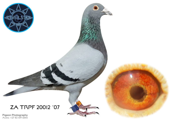 .LOT 8 <b> SILVER STAR & DIEPLAAGTE </b>  Name: ‘RAGNOR’ Colour: Blue Bar Ring Number: ZA 2017 TRPF 20012 Strain: De Raauw Sablon Sex: Cock Description: Sire a half brother to our 2017 Three Sisters Club Winner by 43 minutes. In the pedigree the cream of De Raauw Sablon and Marcel Aelbrecht. ‘Blue Champ’ 1756-BAK 17, ‘Marseille x Het Fijn Blaauw’, linebred ‘Den Dromer’ and Koopman’s ‘Tips’. Also in pedigree Sablon g-g-g-dam ‘Goudklompje’ the renowned progenitor of a very long list of Aces that performed mostly under harsh weather conditions. ‘20012’ was a consistent racer with top organisation positions. Starting Price: ZAR 1,000