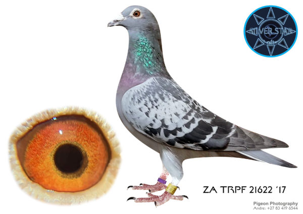 .LOT 3<b> SILVER STAR & DIEPLAAGTE </b>  Name: ‘ENDURA’ Colour: Dark Check Ring Number: ZA 2016 TRPF 21622 Strain: OLR Champions Sex: Hen Description: One of our top SILVER STAR backup hens but never used in stock. From illustrious OLR lines that have consistently delivered top performances over several generations. Like our 2021 Carnival Summer 5th Ace ‘2113’ that achieved the season’s top exit auction price, ‘ENDURA’ is also a grand daughter of our ‘NEW MARTA’ (herself a top SAMDPR racer) from similar Dijkstra lines as the famous ‘Leonardo x Tinkelbel’ super pair. Other references are ‘BIRDY’ best bird SAMPR history that regularly appears in winning OLR results, ‘Zander’, ‘Azurit’, ‘BONTE NATIONAAL’ 20x top 20 200-1000KM, ‘RINGLOZER’ best breeder in German history, and several other top OLR racers/breeders. Versatile lines in pedigree for both speed and endurance. 5-Star rated. Starting Price: ZAR 1,000