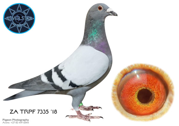 .LOT 4 <b> SILVER STAR & DIEPLAAGTE </b> LOT 4 Name: ‘SUPER NOVA’ Colour: Blue Bar Ring Number: ZA 2018 TRPF 7335 Strain: Twilight Powell Turbo Tom Sex: Hen Description: From our Best-of-SA lines. A reserve stock bird not yet bred from. Out of the very best Twilight/Turbo Tom/Powell family that made Charl Stander and later also Willem van Zyl legends in Pretoria. The famous Powell foundation hen WvZ Ref. A SANRHU 96-4638 bred by Dickey Pretorius appears 6x in this pedigree. Related to at least 9 Sanpo Gold Medal Winners as well as Charl’s two bakkie winners. The in-crossing of the Spritzy-Brahman line has been proven to produce exceptional racers as is the case here. This line performs well over all distances 200 – 1000km in all competition conditions. 5-Star rated and will make a difference in any stock loft. Starting Price: ZAR 1,000