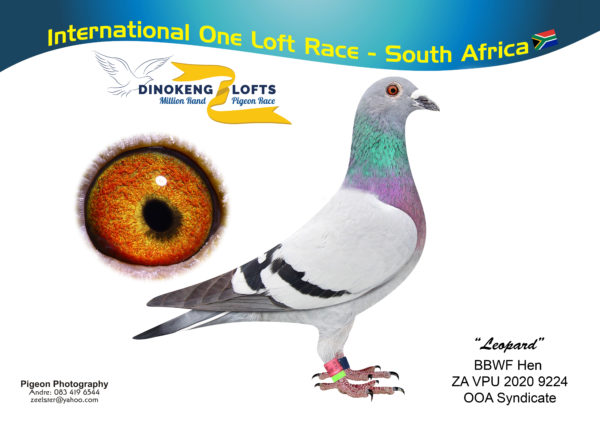 Lot 18- Dinokeng-Eureka-Egbert O Kelly-OOA SYNDICATE-ZA VPU 2020 9224-BB-H-“LEOPARD”