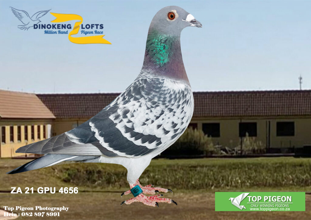 .LOT 2 TOP PIGEON MAGIC AUCTION – -ZA GPU 21 4656 BC H – “AMAZING ...