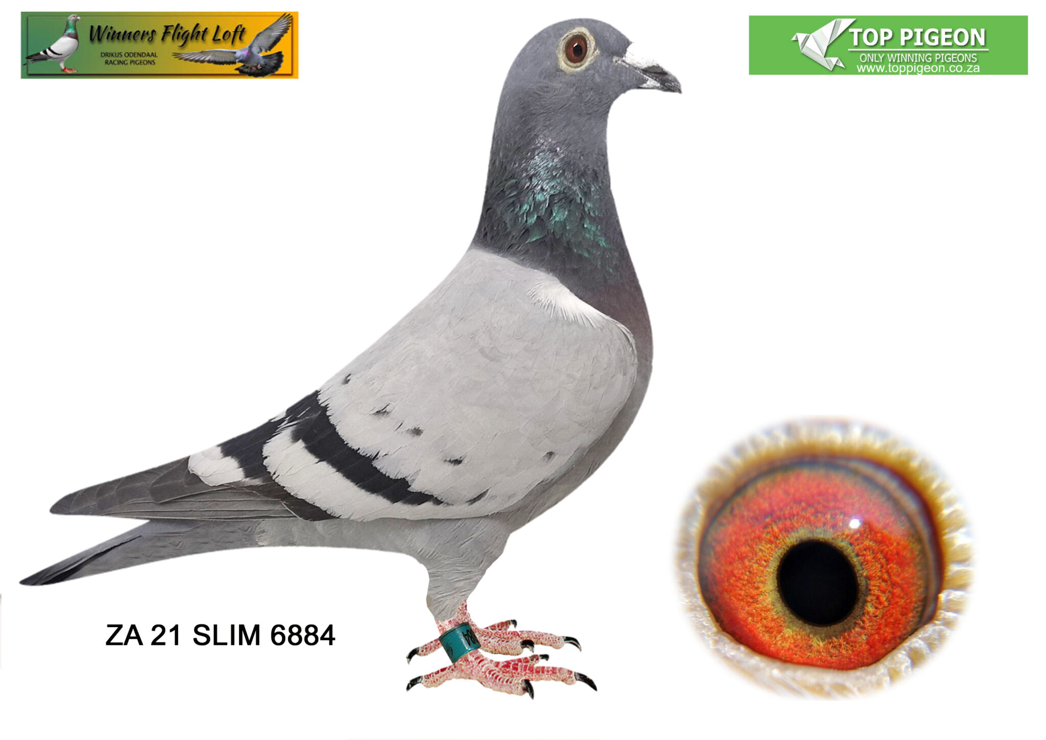 lot-29-winners-flight-wian-joubert-za-6884-slim-21-bb-h-bred-by-wian