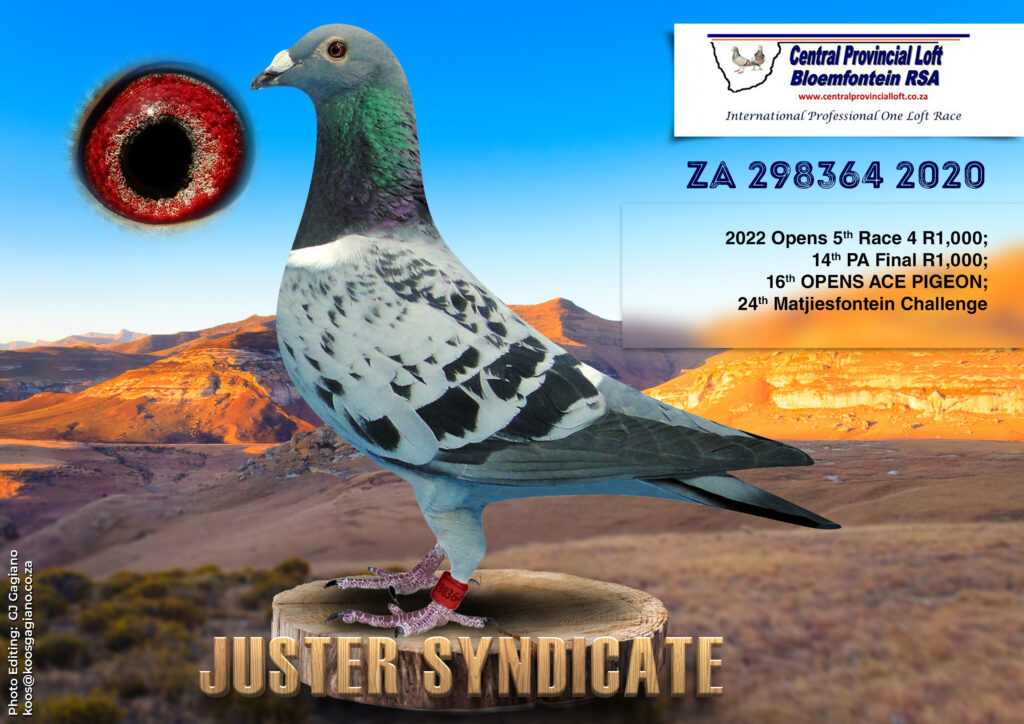 Pidgeon Races Lot 19 Central Lofts-Juster Syndicate-ZA 298364 20 BCH H—– 16th Open ...