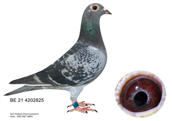 .LOT 1 ONE LOFT SPECIAL – BE 21 4202825 CHECK HEN- –SIRE: BE17-1019414 “Junior” Junior is the first son ever raced of Best Kittel & won 2. Nat. Ace KBDB Sprint 2018 1.-1.-1.-1.-1.-2.-2.-4.-6. 9.-9. against average + 700 b. Bred & Raced by Dehon-Demonseau (Grand)children Junior won 1. – 3,541 b. (Wiersema, NL) 1. – 2.842 p. (Wiersema, NL) 1. – 1,433 b. (McDonough, UK) 1. – 1,267 b. (Rooney, UK) In One Loft Racing Junior bred 3. HS 5 Victoria Falls OLR 6.-7.-43. Final 600 km Victoria Falls OLR ’21, 12.-15.-27. Super Ace Victoria Falls OLR ’21, 16. Gr.Avg. Ace VFWCPR ’21.—– DAM: DV05808-18-1035 “Brienne” Mother of Olympic Supersonic 2. Olympiad bird Germany cat. yearlings 2022 1. prize 216 km 1630 b. = 1. prize 948 b. = 2. prov. 5939 b. 1. prize 353 km 1436 b. = 1. prize 643 b. = 5. prov. 3510 b. 1. prize 518 km 436 b. = 47. prov. 6073 b. 3. prov. 518 km 4131 b. 6. prov. 264 km 4123 b. Daughter of the super pairing Joker x Black Sun Offspring are winners 25x 1. prize, 19x 2. prize 1.-1.-2.-2.-3.-4.-4.-4.-5.-5. 5.-etc. prov. +3,500 birds. SEE PEDIGREE!!!!!!