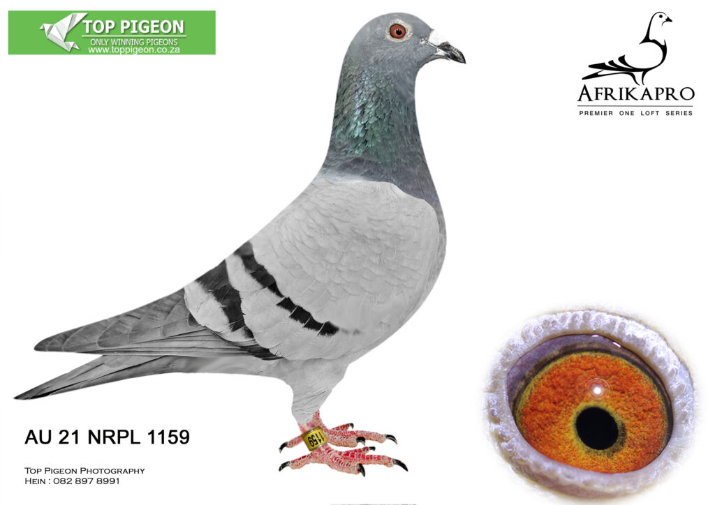Lot 95 AFRIKAPRO Auction-Nemelka Racing Pifeon Loft-AU 21 NRPL 1159 ...