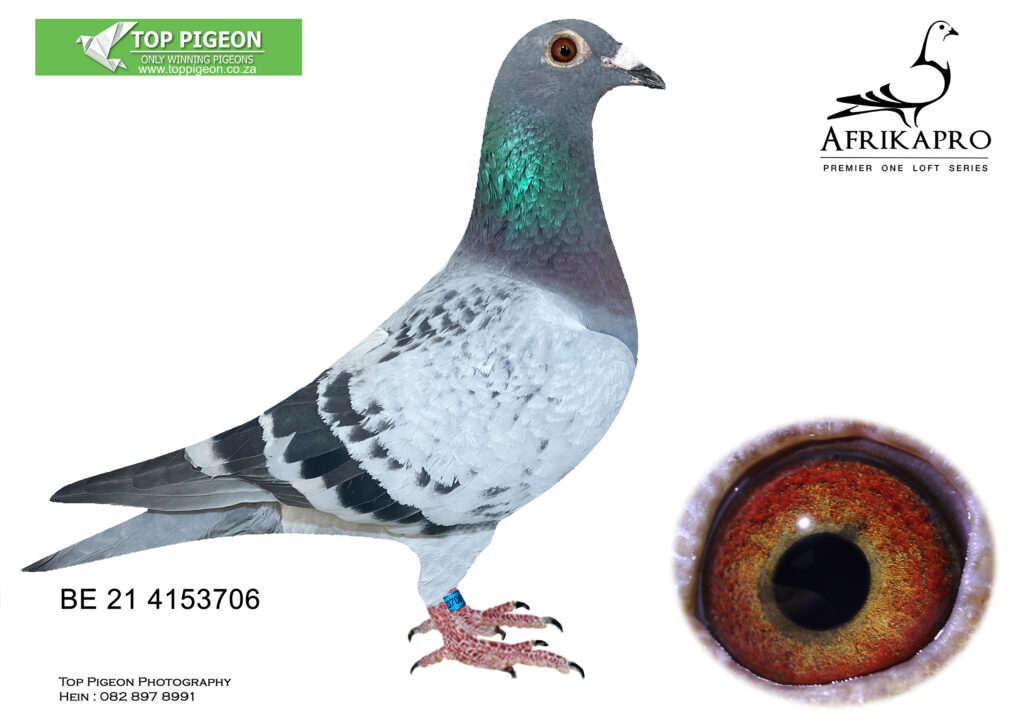 Lot 27 AFRIKAPRO Auction-Pipa Elite Center-BE 21 4153706—-SIRE: BE17 ...