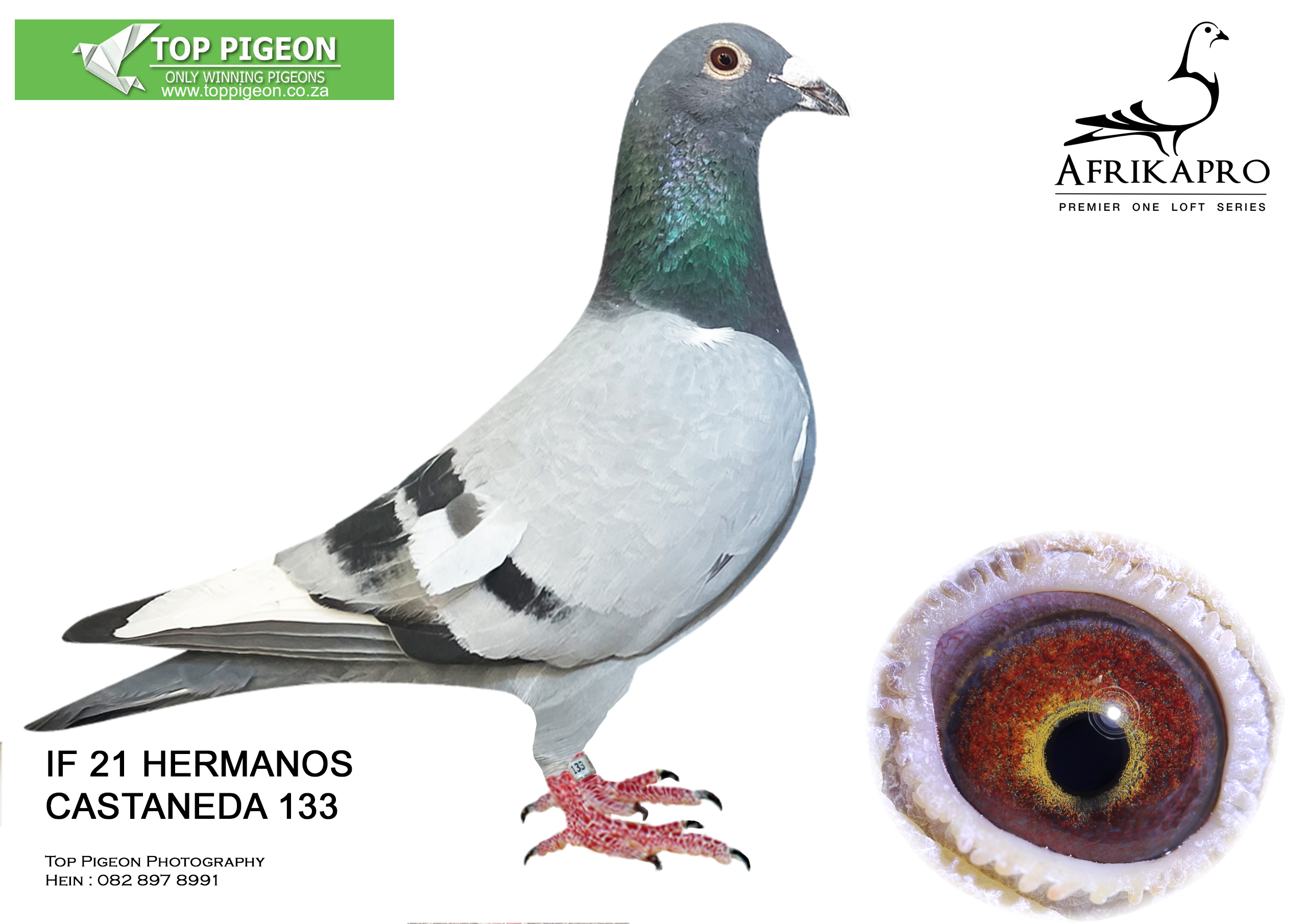 LOT 1 TOP PIGEON END AUGUST-IF 21 HERMANOS CASTANEDA 133 – –SIRE 