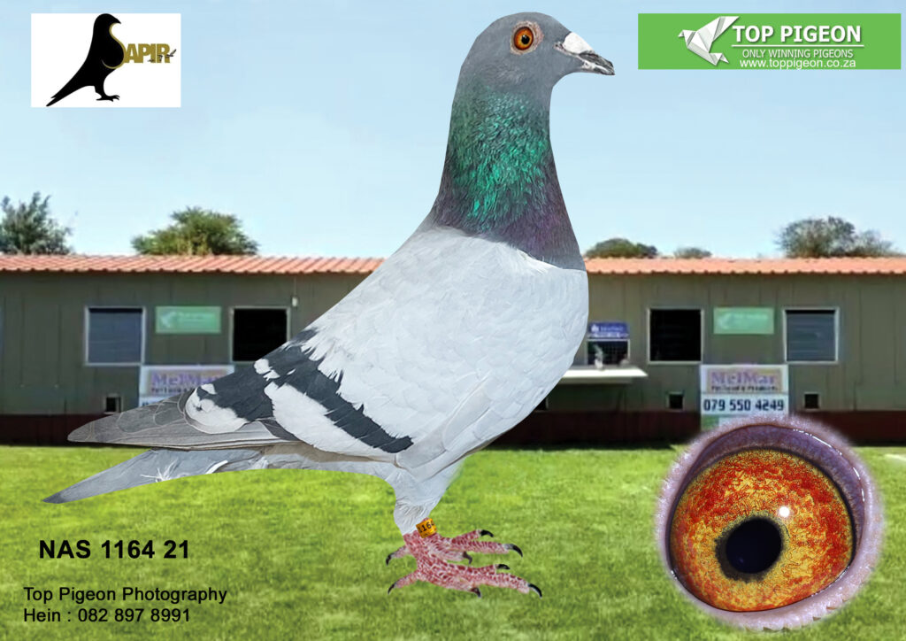 Lot 10 Sapir Auction 3RMGNAS 1164 21 BB H SIRE 2016067 BELG 13