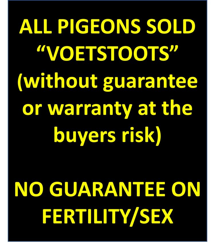 all-pigeons-sold-voetstoots-top-pigeon