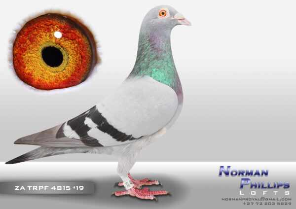 .LOT 4 NORMAN PHILLIPS – ZA 19 TRPF 4815 – SAME BRED AS 3 X FED WINNER ——– SIRE ZA 10 THU 19443. Strain: KITCHENBRAND’S LOFT. Color: Blue Bar White Flt. Bred more than 30 winners and at least 8 Fed winners 19443 Best Bird TRPF 2011 1st, 2nd, 3rd, 4th, 14th Fed. Bred 5 Fed winners with 3 different hens in 2020.——- DAM: 26028 ZA 11 TRPFD. BRED FROM Alias “ZORRO” Strain: KITCHENBRAND’S LOFT ZANDER x AZURIT PARENTS ZANDER 6TH SCMDPR 07 AZURIT AVERAGE WINNER SCMDPR 07 AND Alias “STAR KINGDOM” Strain: KOOPMAN Color: KRAS. SEE PEDIGREE!!!!!