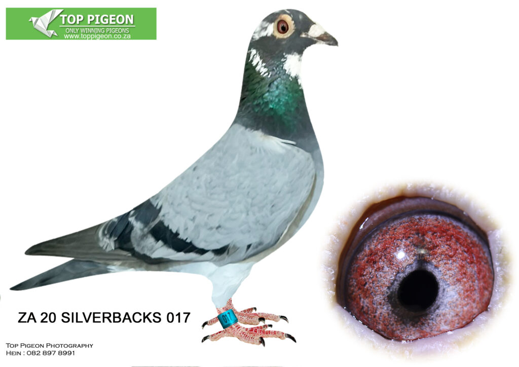 Lot 26 Racing Silver Back Stud-ZA 20 SILVERBACKS 017 BBPD – Pied Hen 17 ...