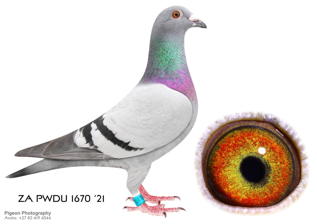 Lot 20 Steven Fouche Ace Pigeons-ZA 21 PWDU 1670 BB H—-South Africa ...
