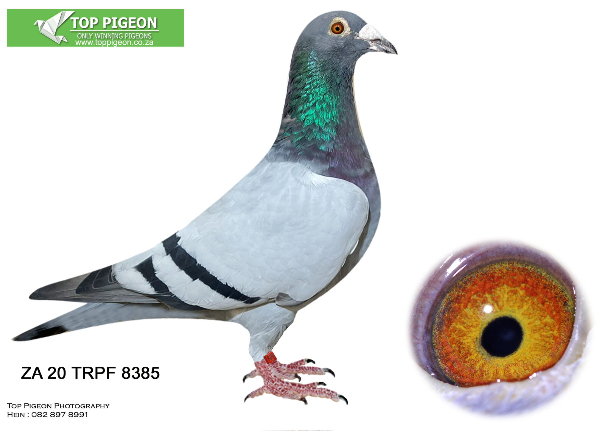 lot-80-kitchenbrand-lofts-auction-3-za-20-trpf-8385-top-pigeon