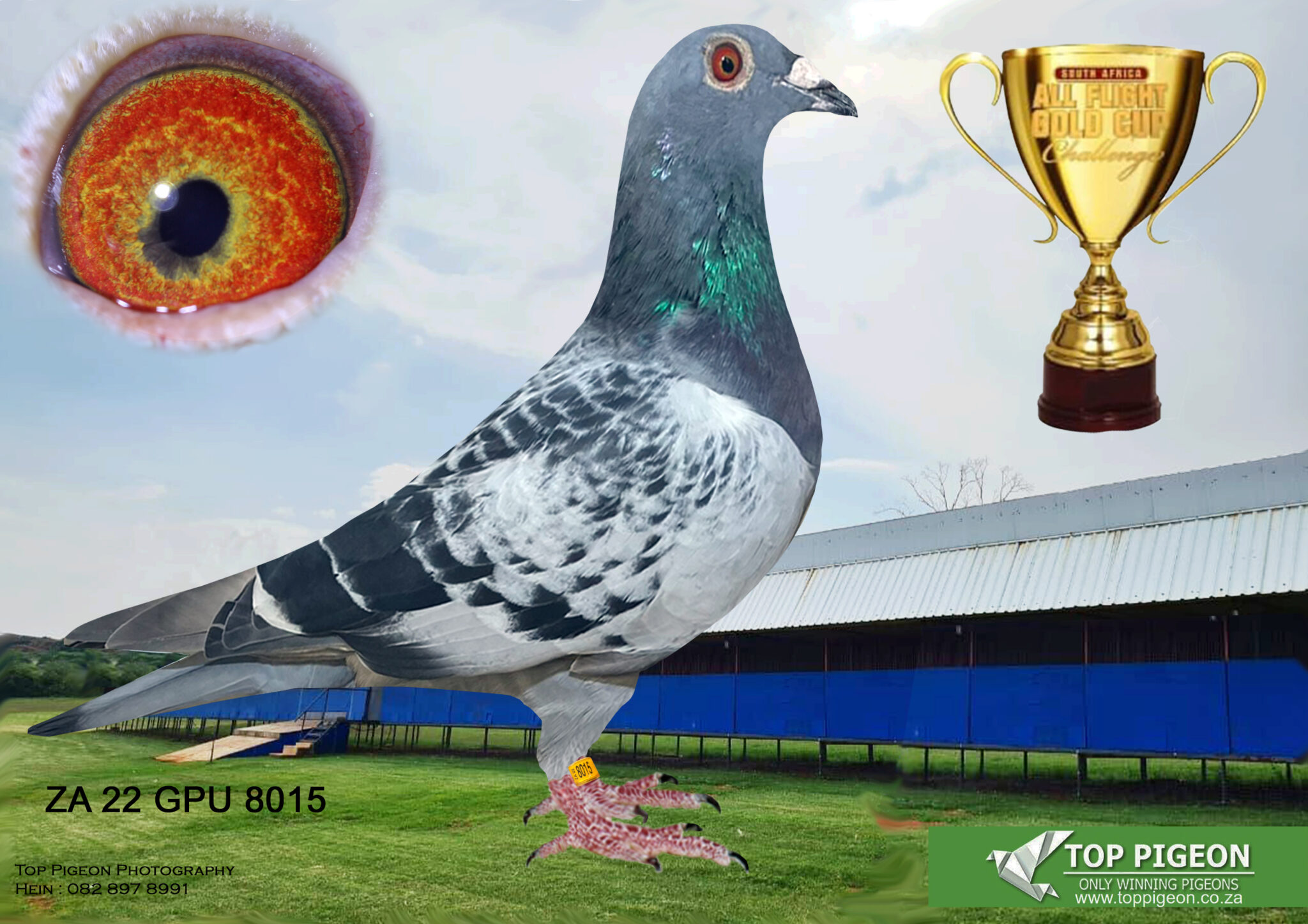Lot 44 Carnival Summer Auction-PIGEON POWER-ZA 22 GPU 8015 BC – 14TH ...