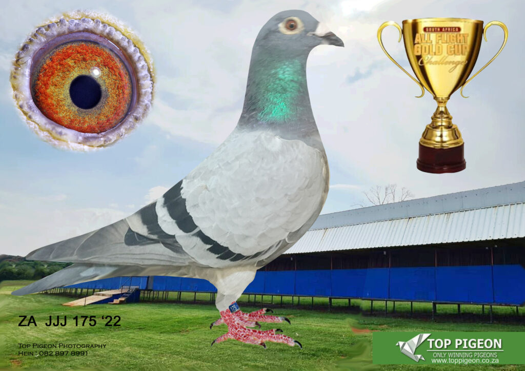 Jjj Distributors South Florida at Candice Stennis blog