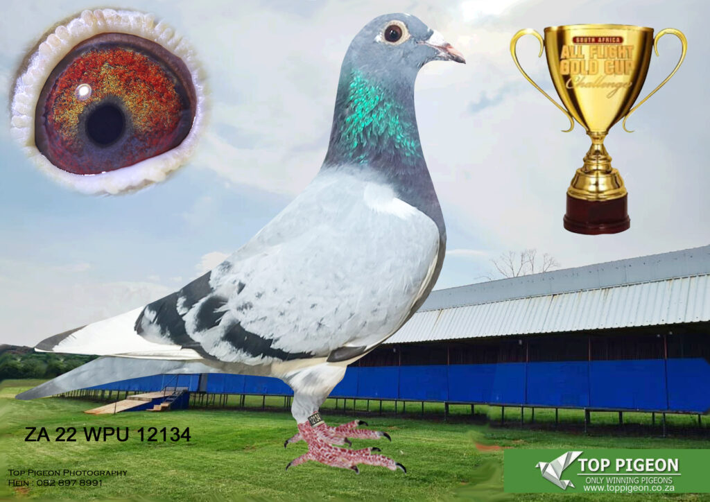 .Lot 4 Carnival Summer Auction-PUNTER BY FLY BY FAITH – BRED BY P ...