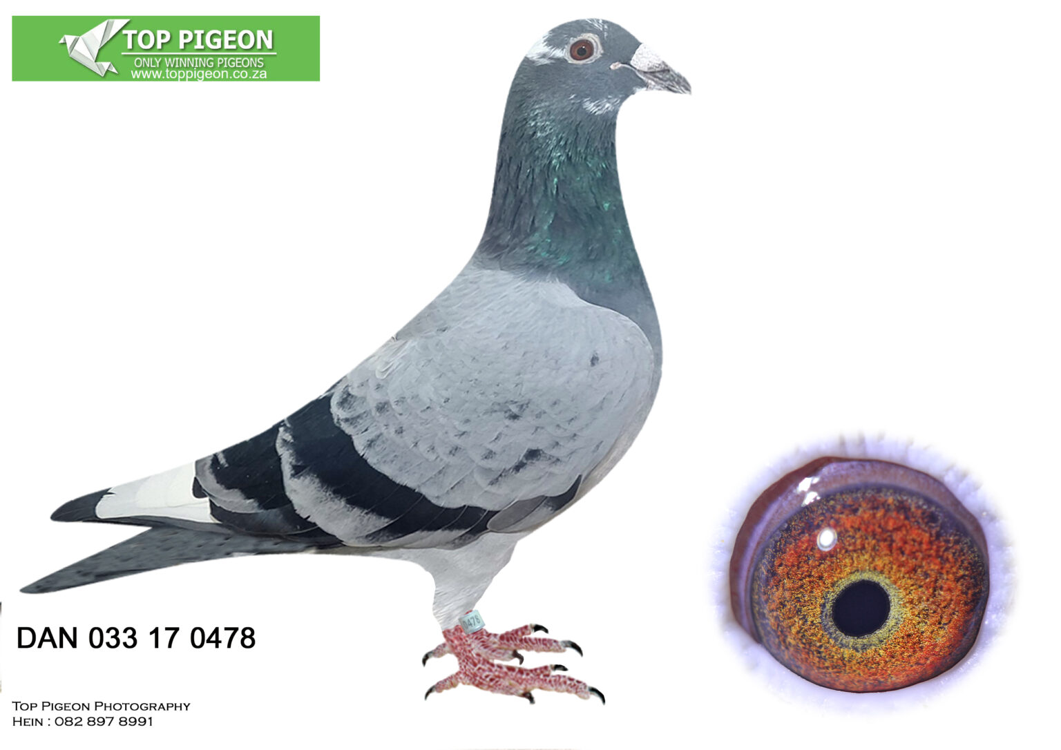 .LOT 5 GJT LOFTS – DAN 033 17 0478 BBPD COCK “HALF PORCHE 911” – SIRE ...