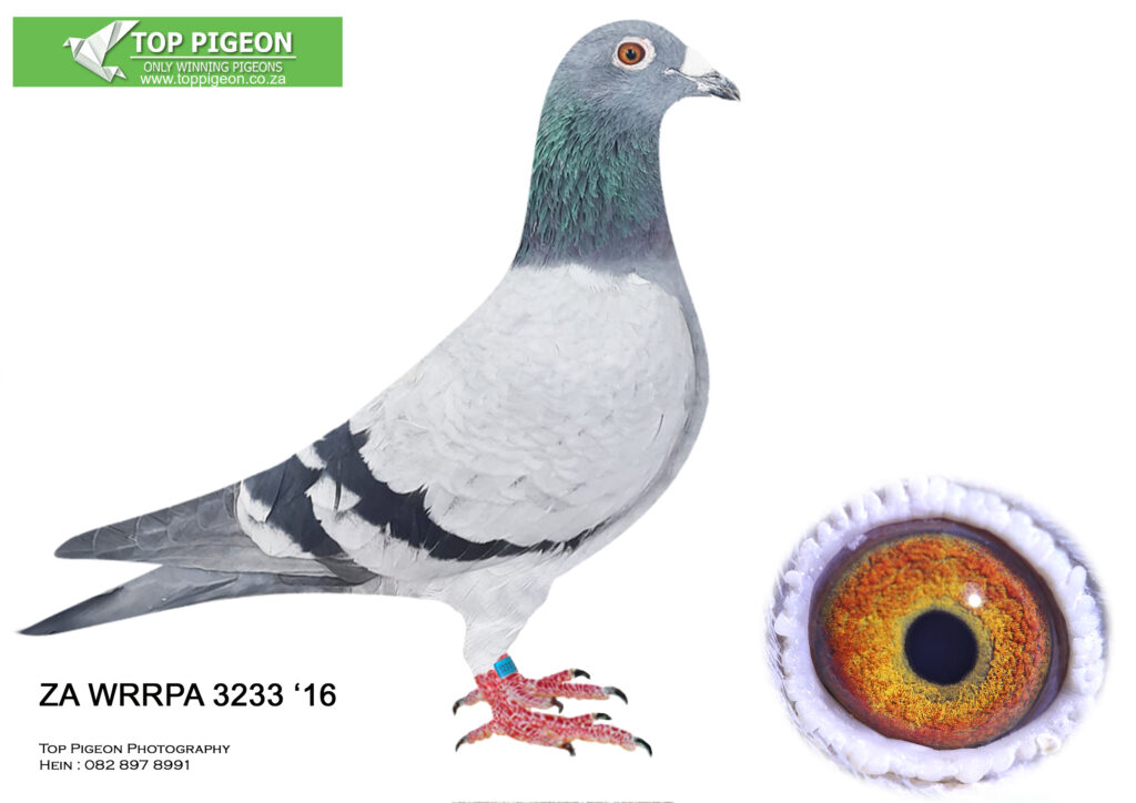 .LOT 1 GJT LOFTS – ZA 16 WRRPA 3233 BB COCK – Sire bred of 0054 x Kiran ...