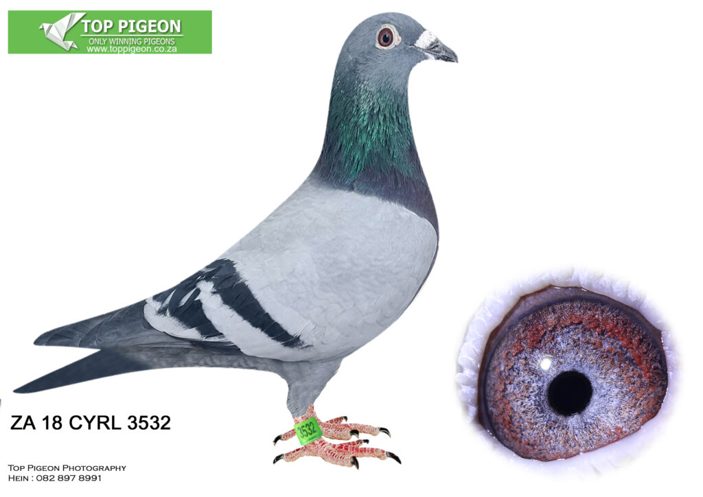 LOT 10 GJT LOFTS – ZA 18 CYRL 3532 BB COCK – THIS COCK ALLREADY BRED ...