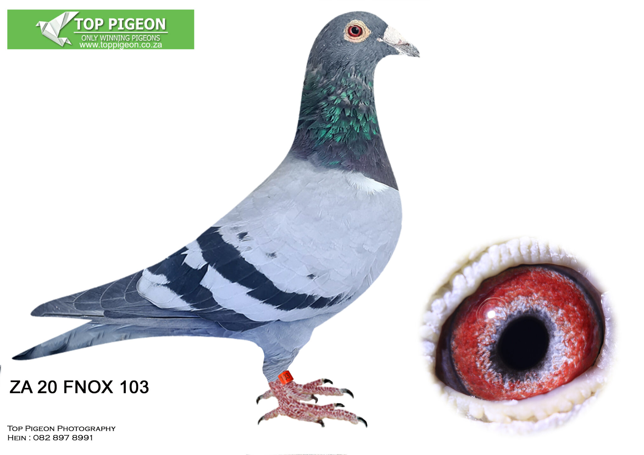 Inbread Pigeon Lot 28 Robert Swanepoel Auction 2-ZA 103 FNOX 20 BB – INBRED KITTEL ...