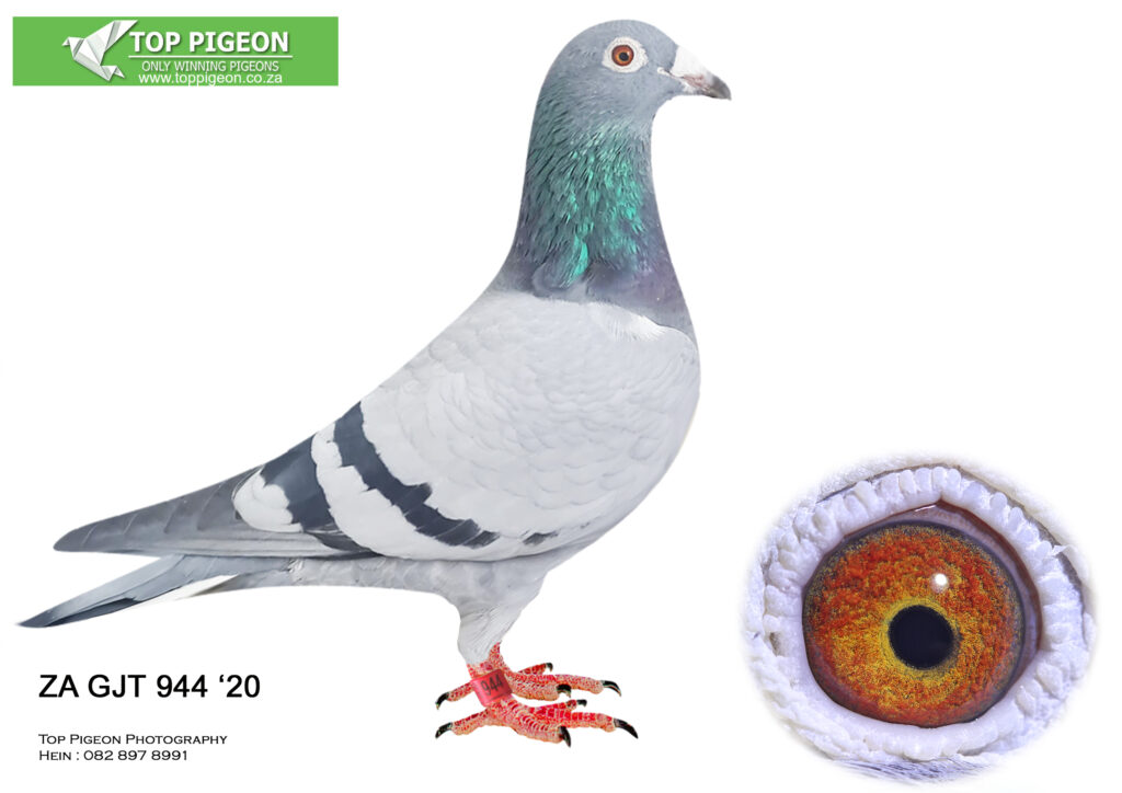 .LOT 9 GJT LOFTS – ZA 20 GJT 944 BB COCK -SIRE: 213 VSL 18 ZA . INBRED ...