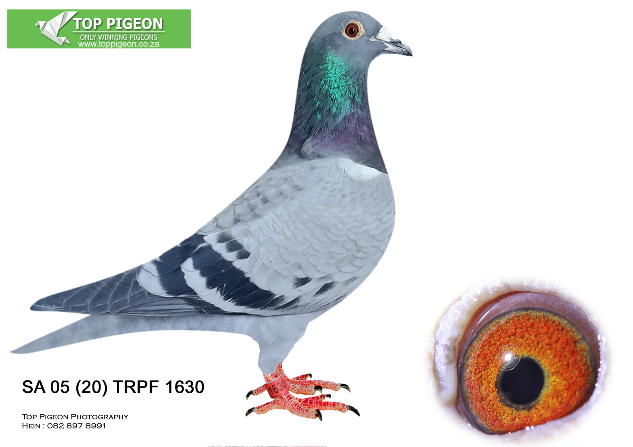 .LOT 1 TOP PIGEON PLATINUM HOOYMANS AUCTION (GYS LOUW)- SA 05 (20) TRPF ...