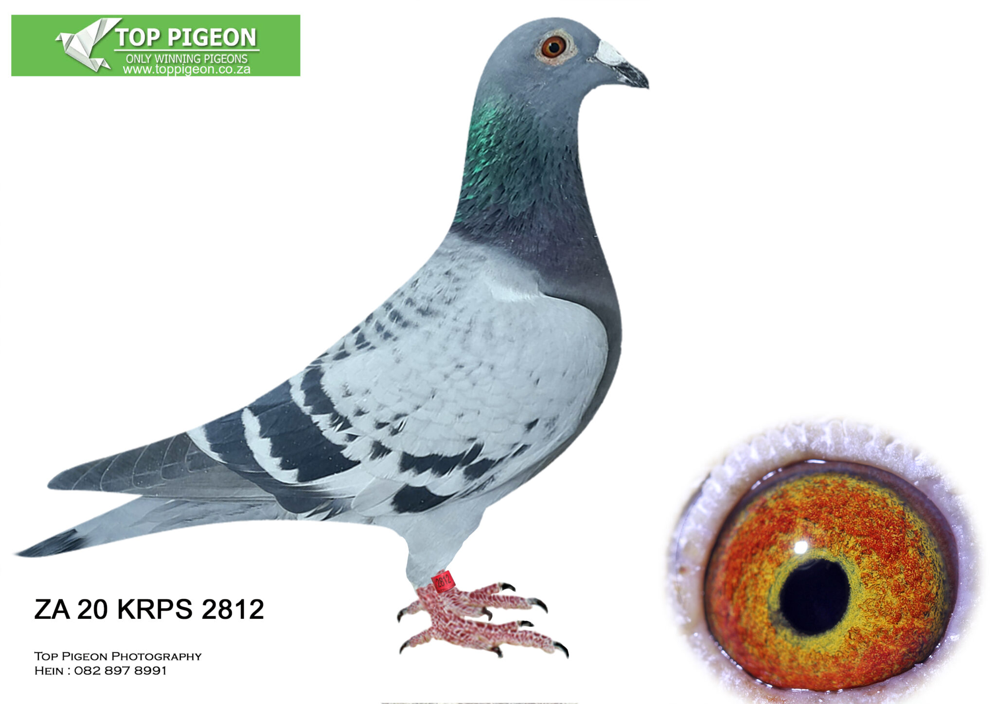 LOT 27 TOP PIGEON END JULY – ZA 20 KRPS 2812 CH – SIRE: TRPF 17 17618 ...